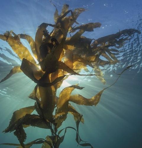 這5種海里的“寶藏菜”，富含大量生物活性物質(zhì)！強烈建議多吃