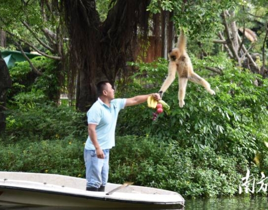 過節(jié)了！深圳野生動物園長臂猿喜獲“水果大餐”