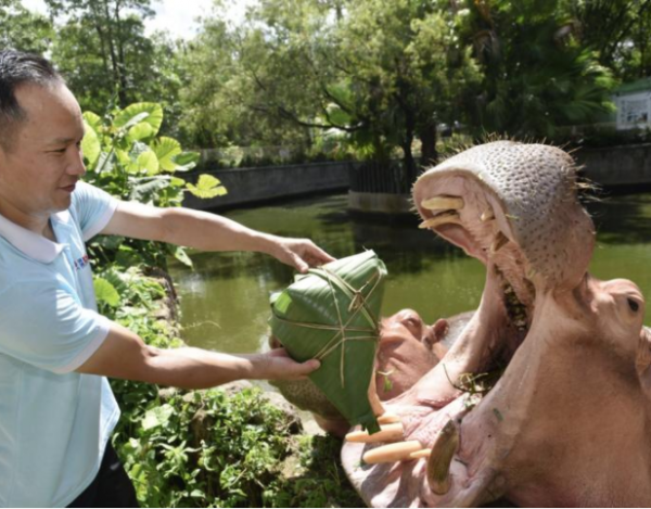 深圳野生動物園“粽”飄香吸引眾動物品嘗