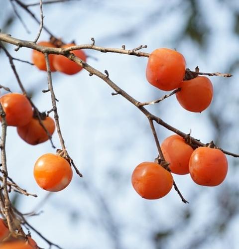 魚(yú)、蝦、蟹、牛奶、醋、紅薯……柿子怎么有這么多“死對(duì)頭”？